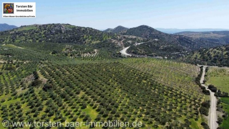Agia Galini Kreta, Ag. Galini Olivenhain 130.000 m². Grundstück kaufen